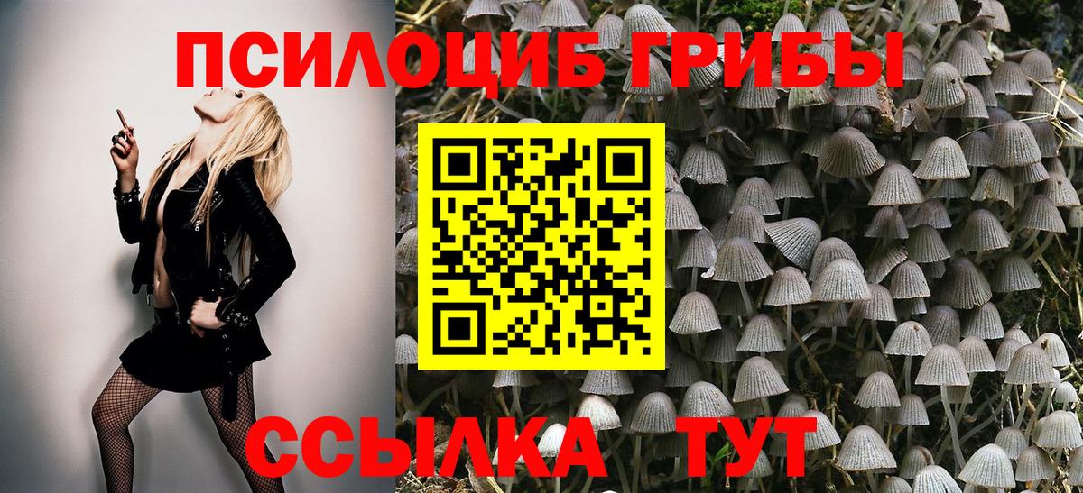 Псилоцибиновые грибы прущие грибы Дербент